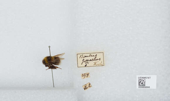 Image of Bombus jonellus (Kirby 1802)