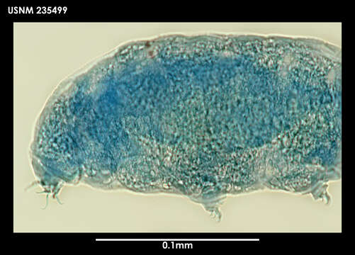 Hypsibius chilenensis (Plate 1889) resmi