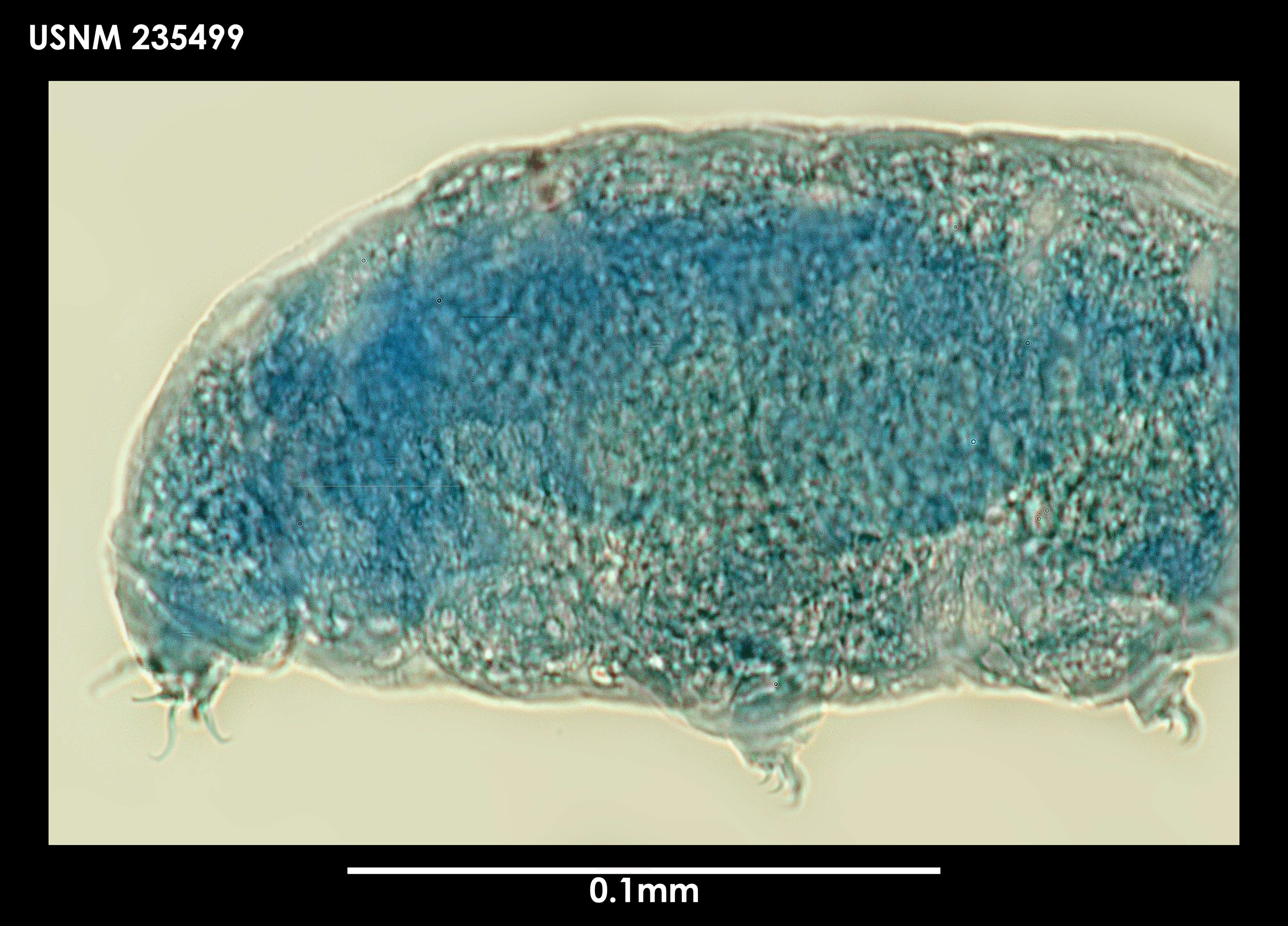 Imagem de Hypsibius chilenensis (Plate 1889)