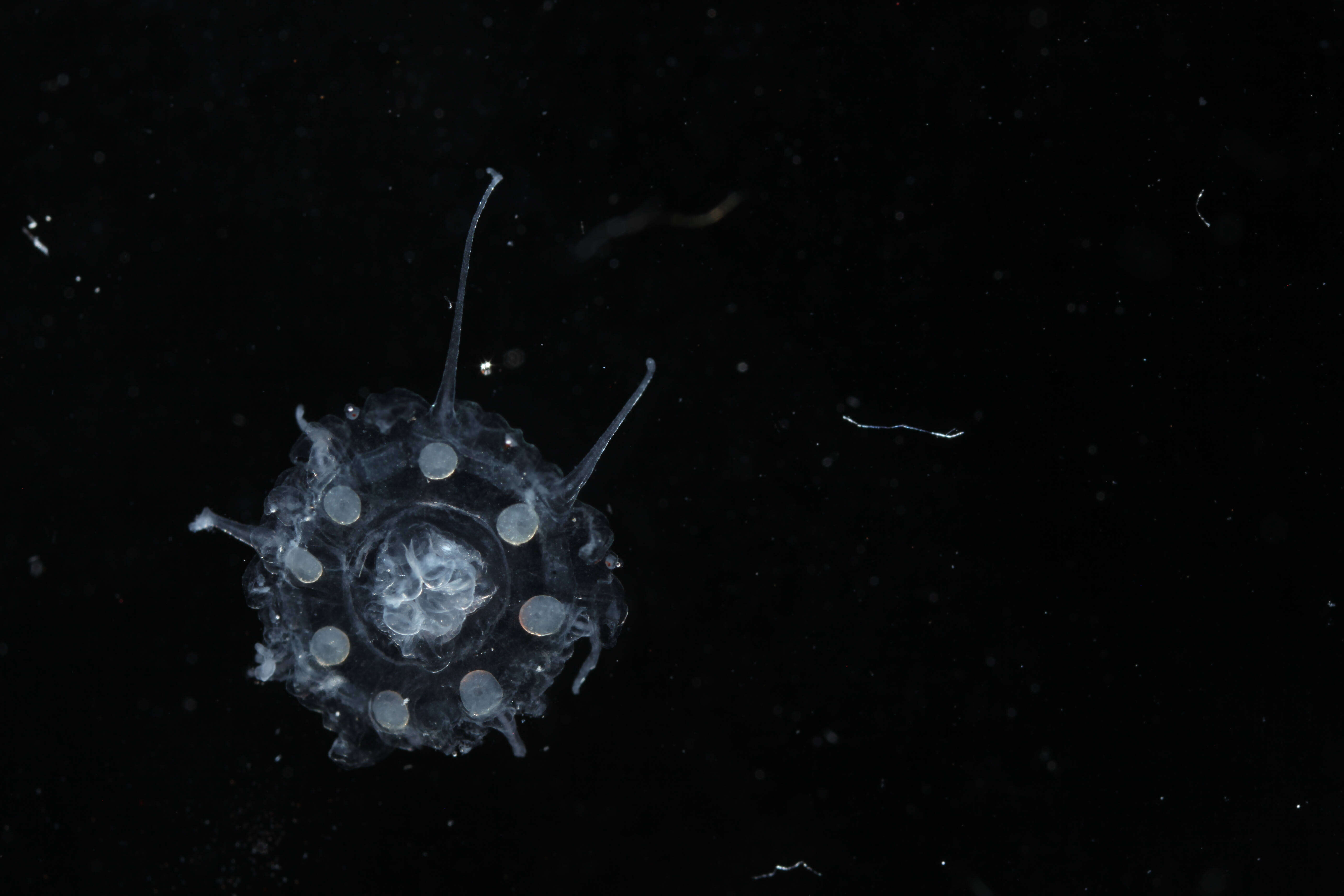 Image of crown jellyfish