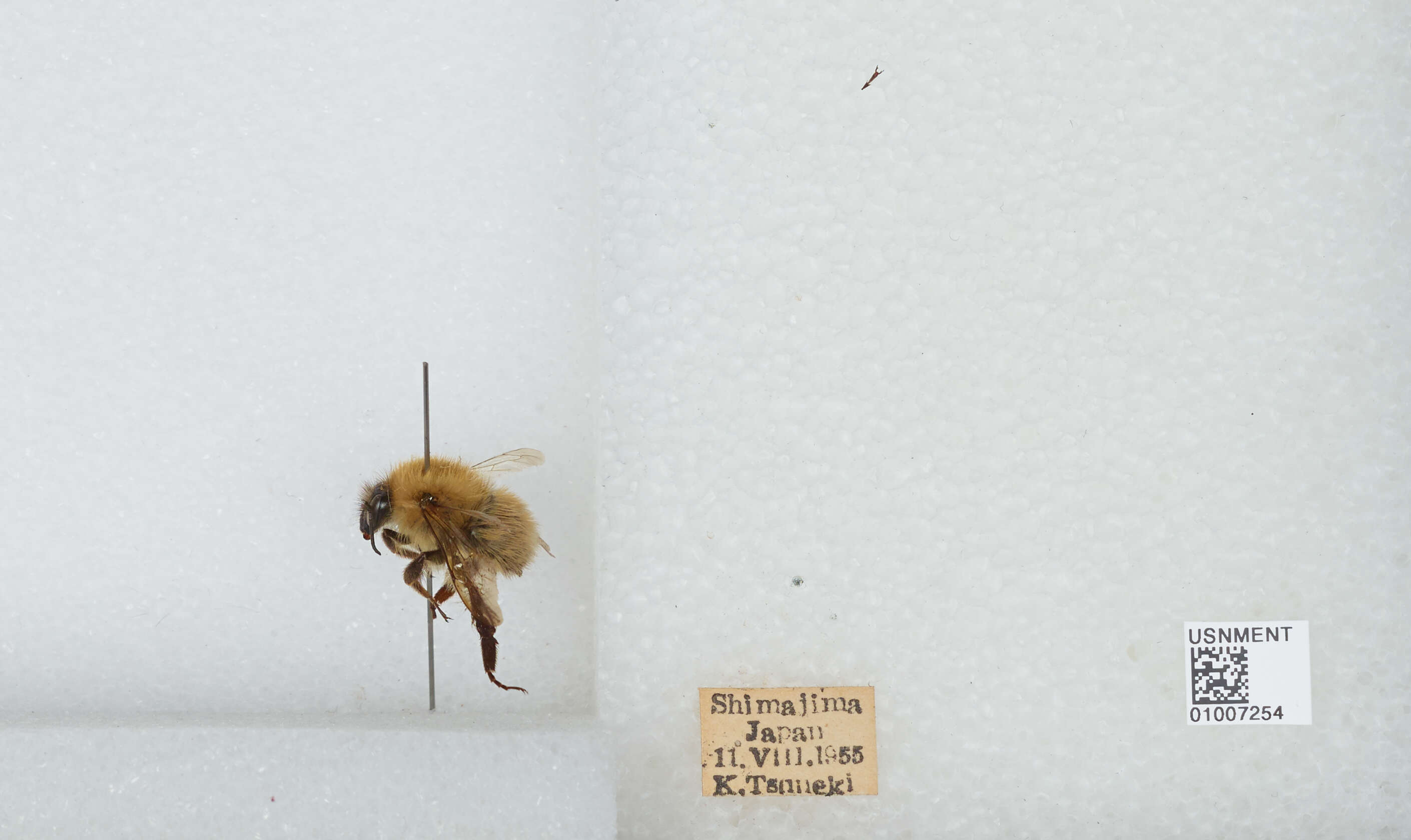 Imagem de Bombus diversus Smith 1869