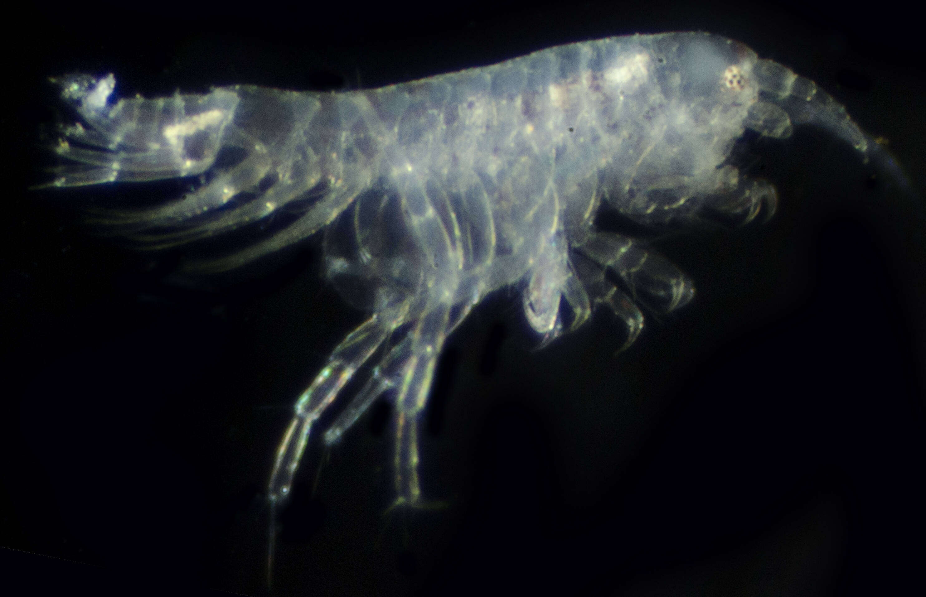 Image of Microprotopus raneyi Wigley 1966