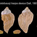 Image of Right-handed whelk
