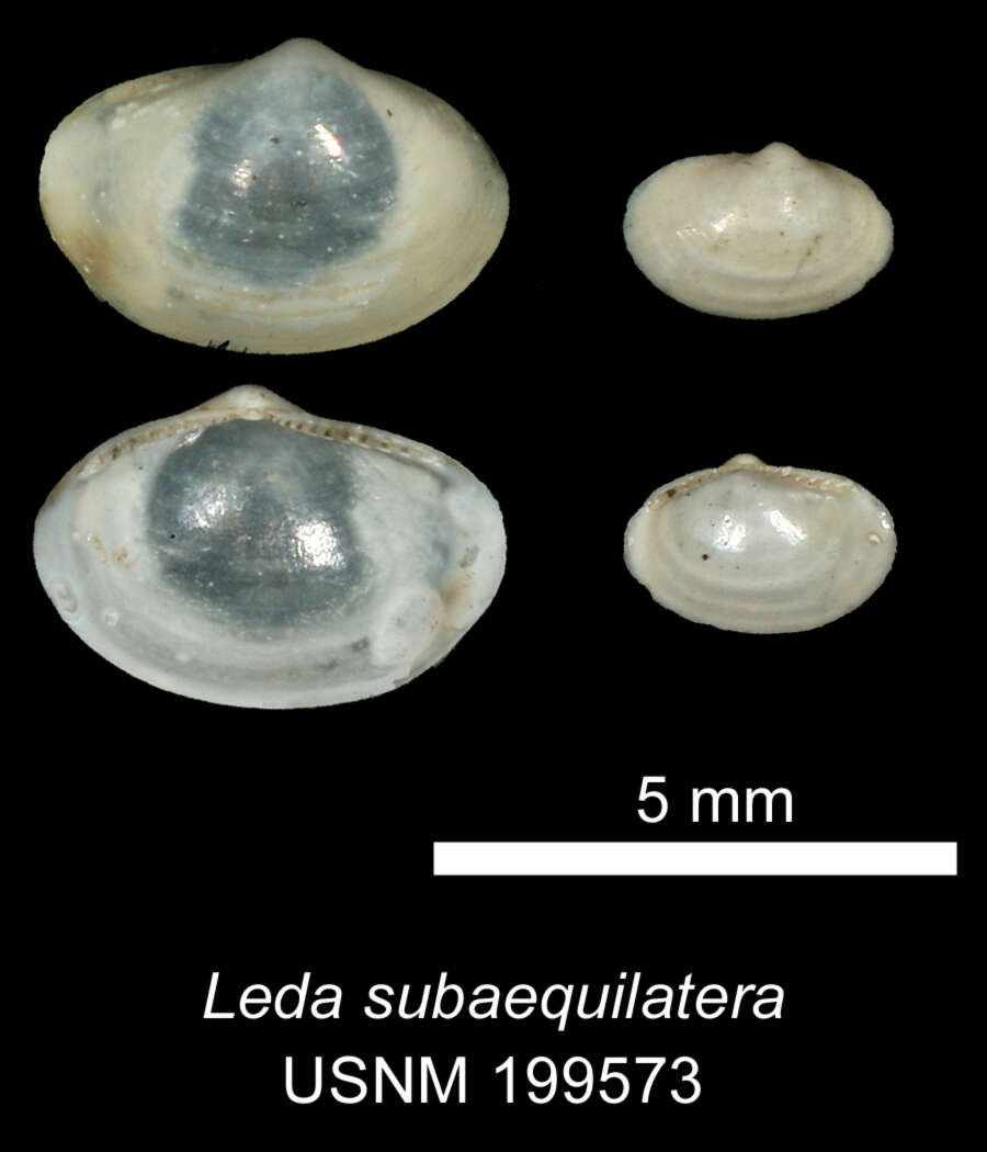 Image of Yoldiella lucida (Lovén 1846)