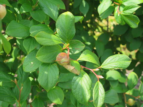 Слика од Stewartia pseudocamellia Maxim.