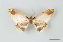 Image of Callipia vicinaria Dognin 1913