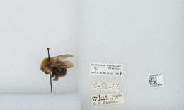 Image of Fernald's Cuckoo Bumble Bee