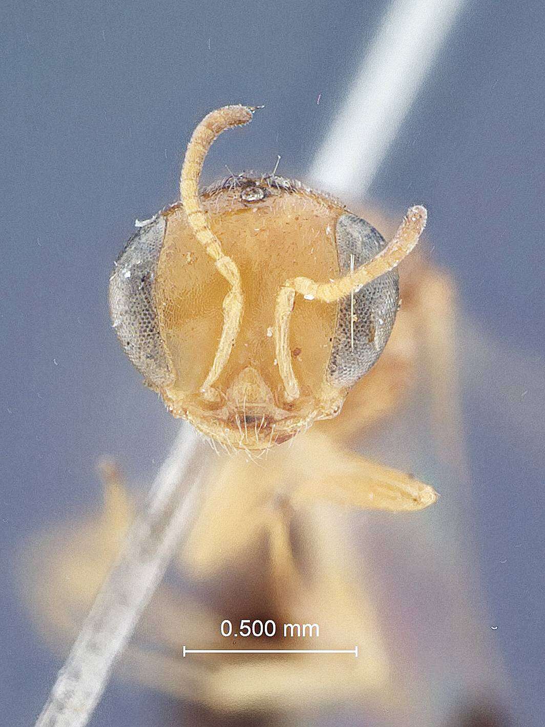 Image of Microstigmus brunniventris Rohwer 1923