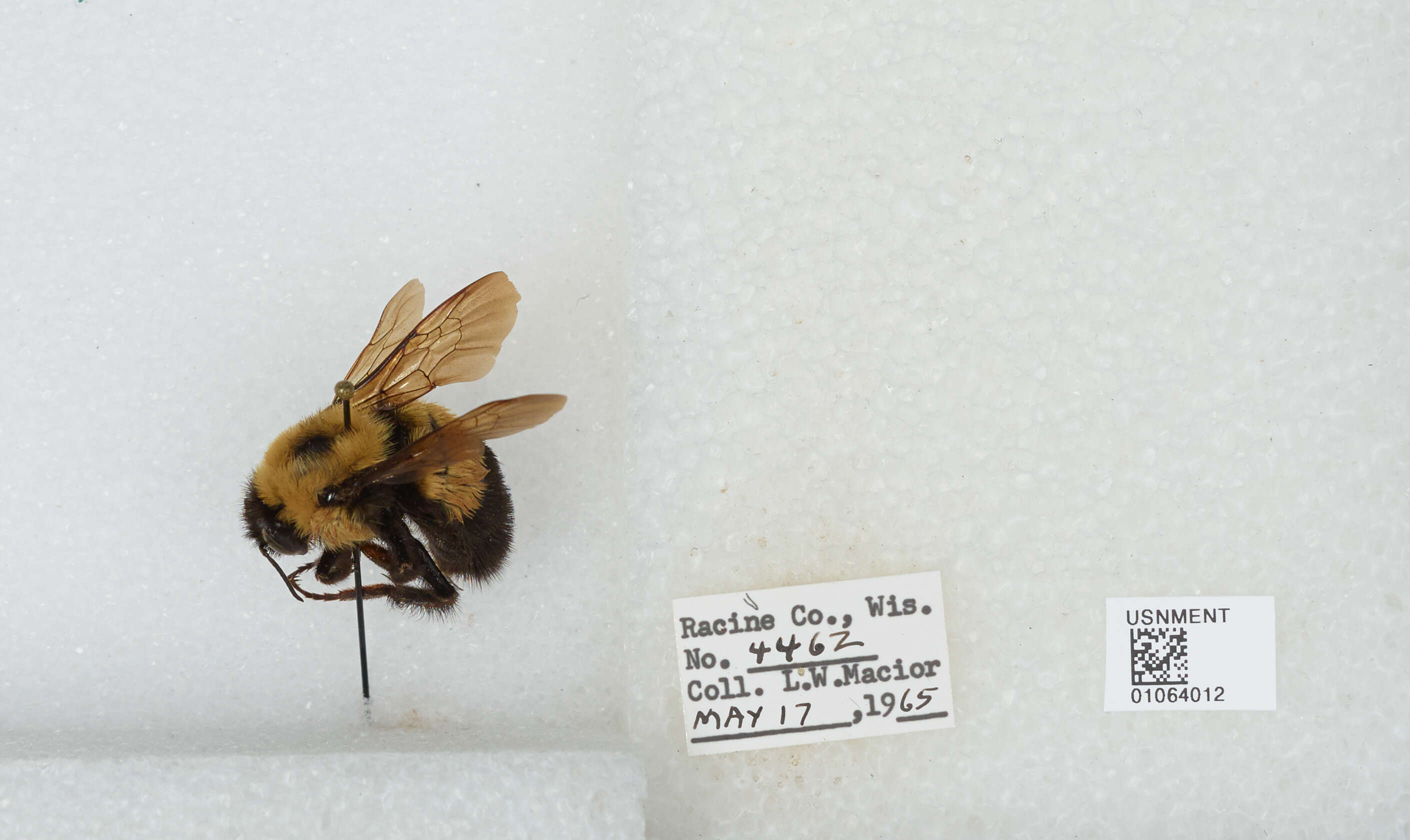 Слика од Bombus affinis Cresson 1864