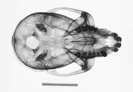 Image of Lophocebus albigena johnstoni (Lydekker 1900)