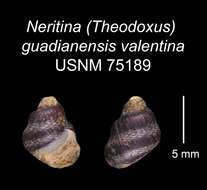 Image of <i>Neritina guadianensis</i> Morelet 1845