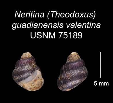 Image of <i>Neritina guadianensis</i> Morelet 1845