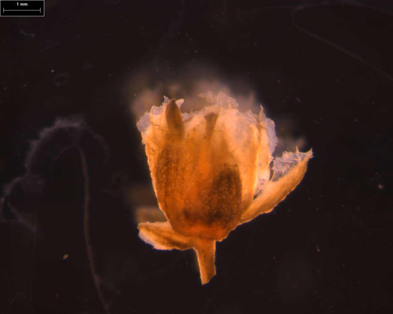 Imagem de Turpinia paniculata Vent.