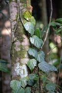 Image of Begonia solananthera A. DC.