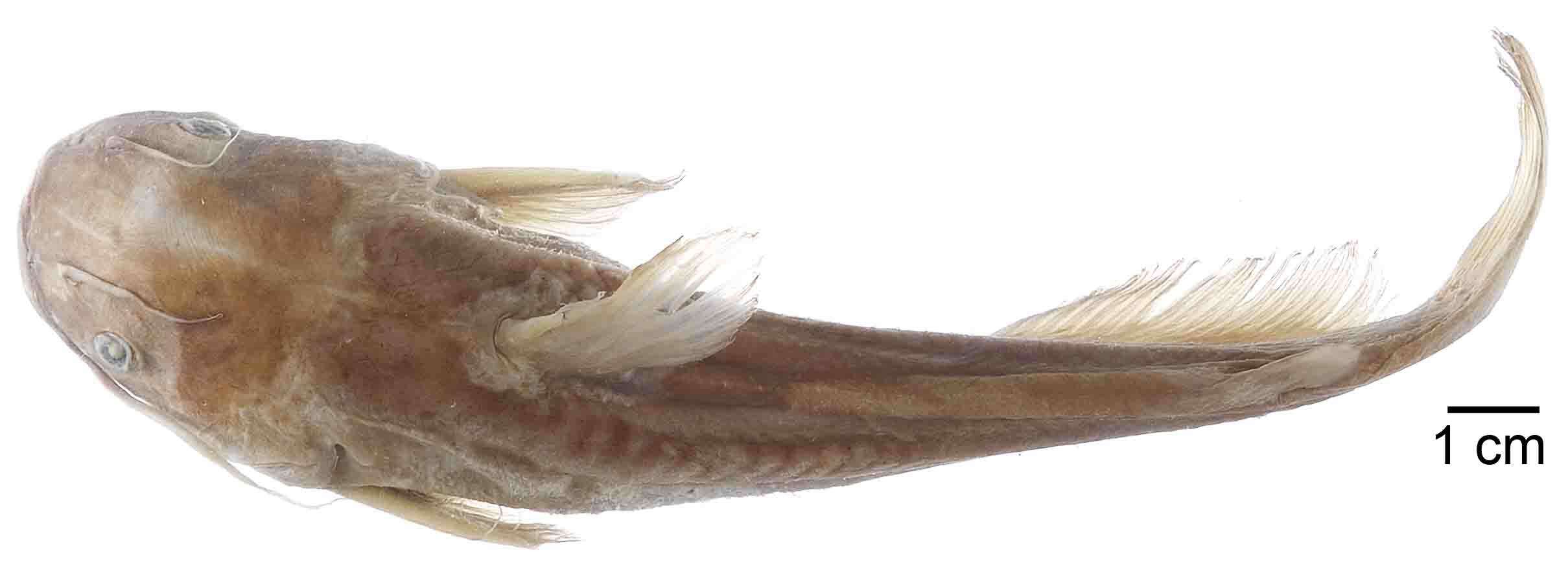 Image of Pimelodus antoniensis Girard