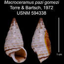 Imagem de Macroceramus pazi gomezi C. Torre & Bartsch 2008