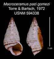 Imagem de Macroceramus pazi gomezi C. Torre & Bartsch 2008