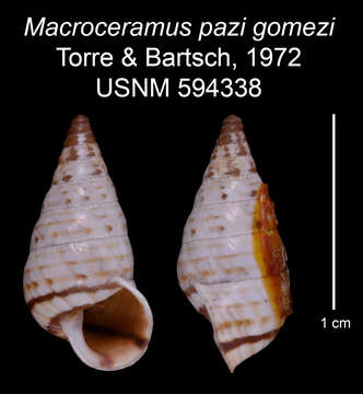 Imagem de Macroceramus pazi gomezi C. Torre & Bartsch 2008