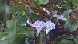 Image of Plectranthus ecklonii Benth.