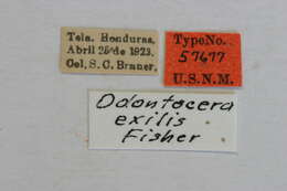 Image of Odontocera exilis Fisher 1947