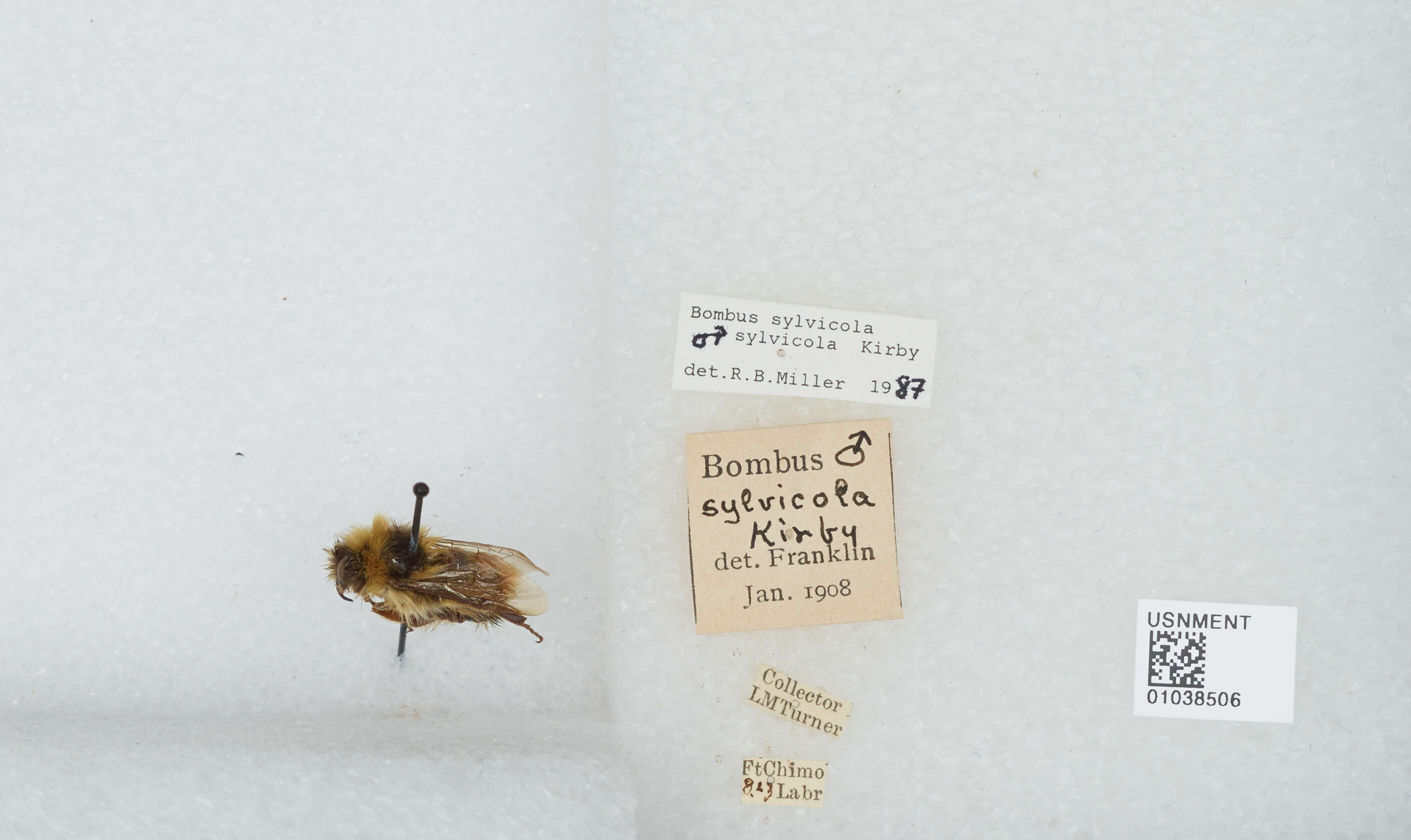 Image de Bombus sylvicola Kirby 1837