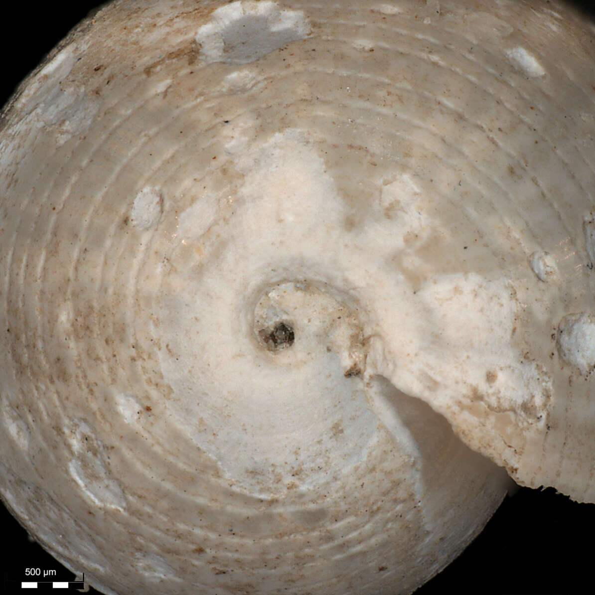 Image of Cylichnoides occultus (Mighels & C. B. Adams 1842)