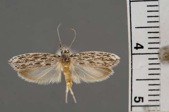 Image of Ethmia striatella Busck 1914