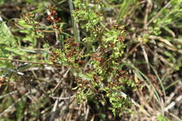 Image of hairy pinweed