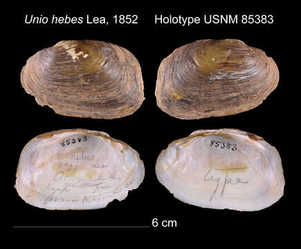 Image of Unio hebes I. Lea 1852