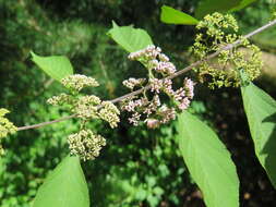 Image of Bodinier's beautyberry