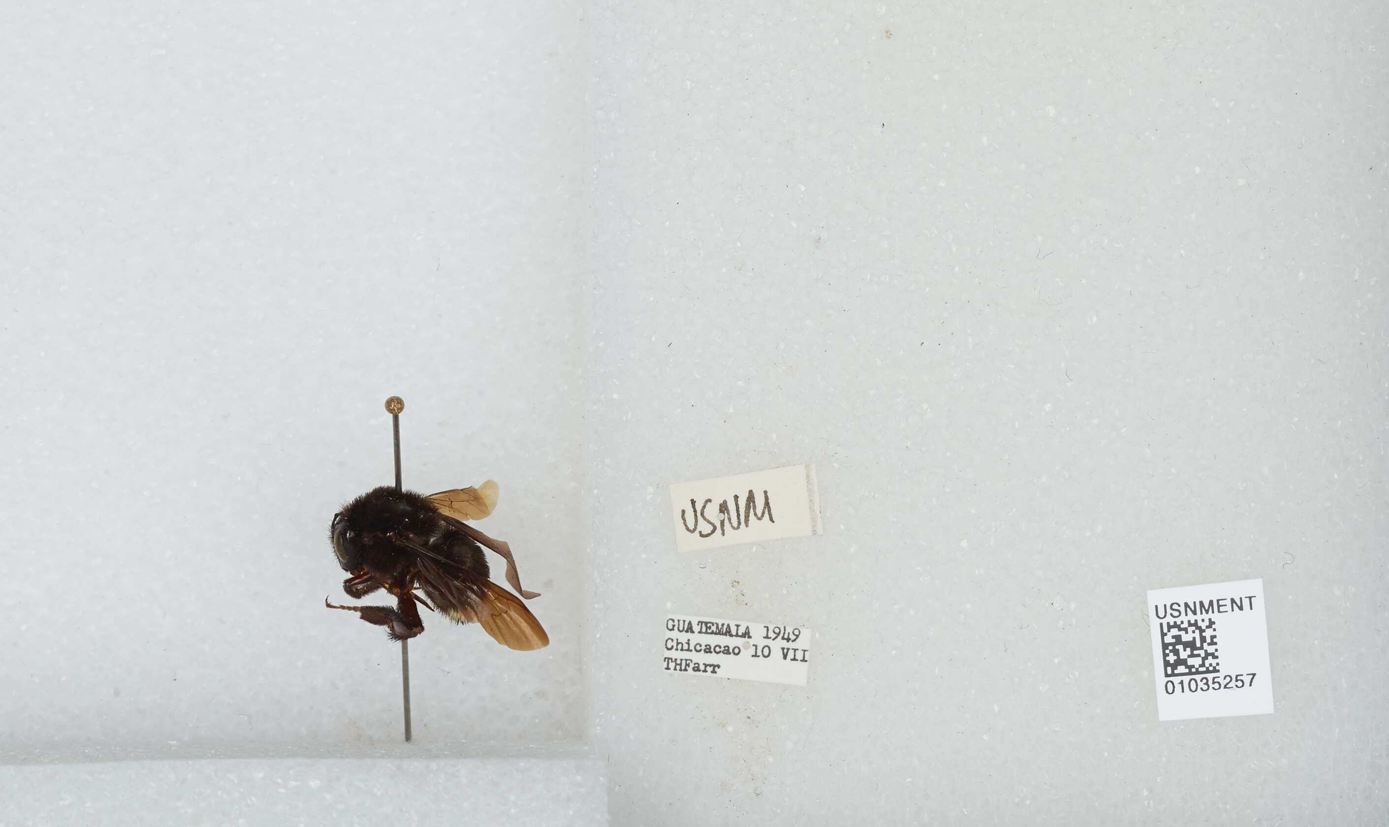 Image of Bombus mexicanus Cresson 1879