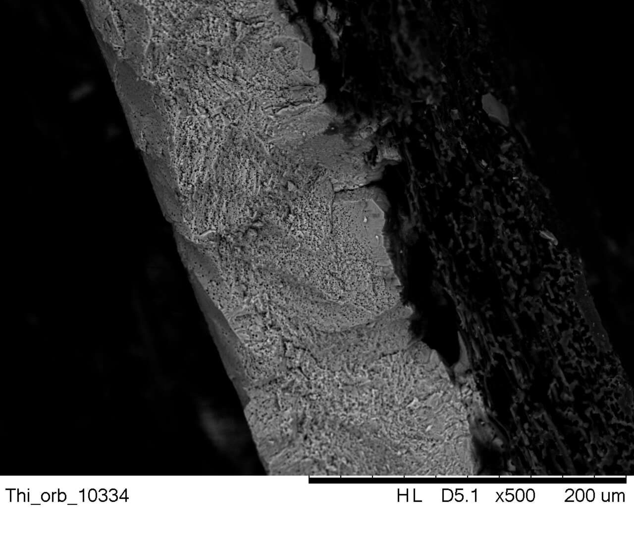 Image de Thinocore de d'Orbigny