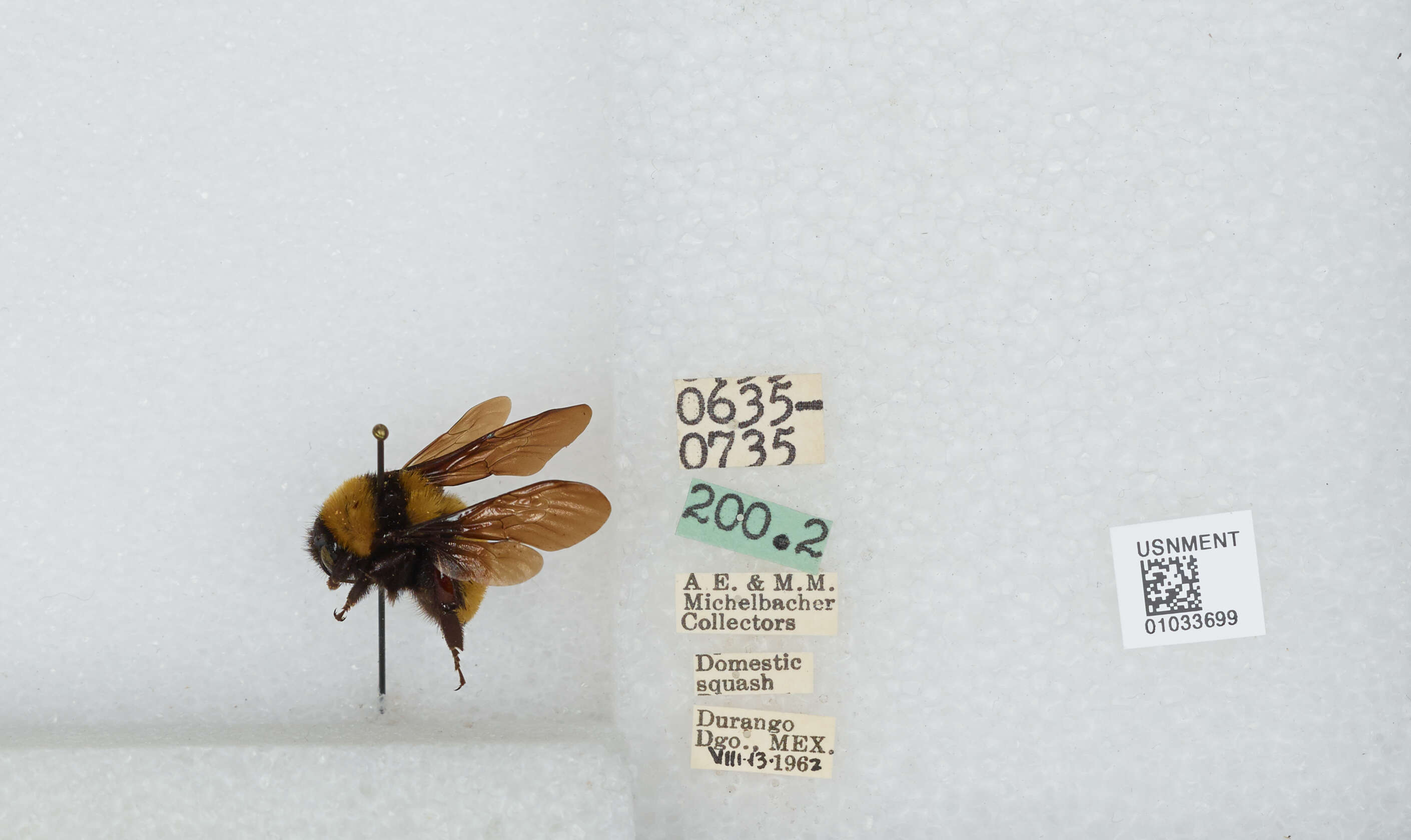 Слика од Bombus sonorus Say 1837