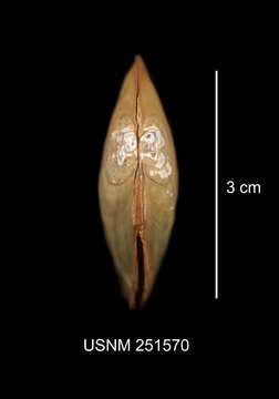 Image of Lasmigona subviridis (Conrad 1835)