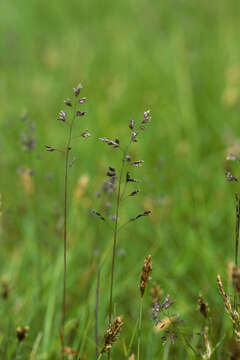 Image of Smooth Meadow-grass