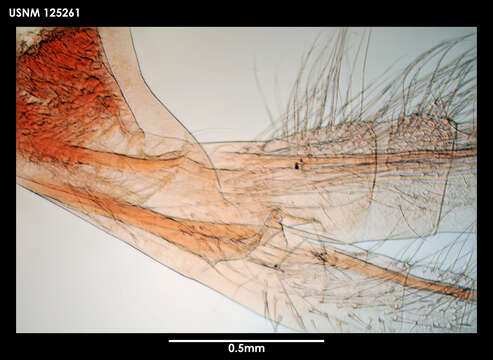 Imagem de Weltnerium multicostatum (Newman & Ross 1971)