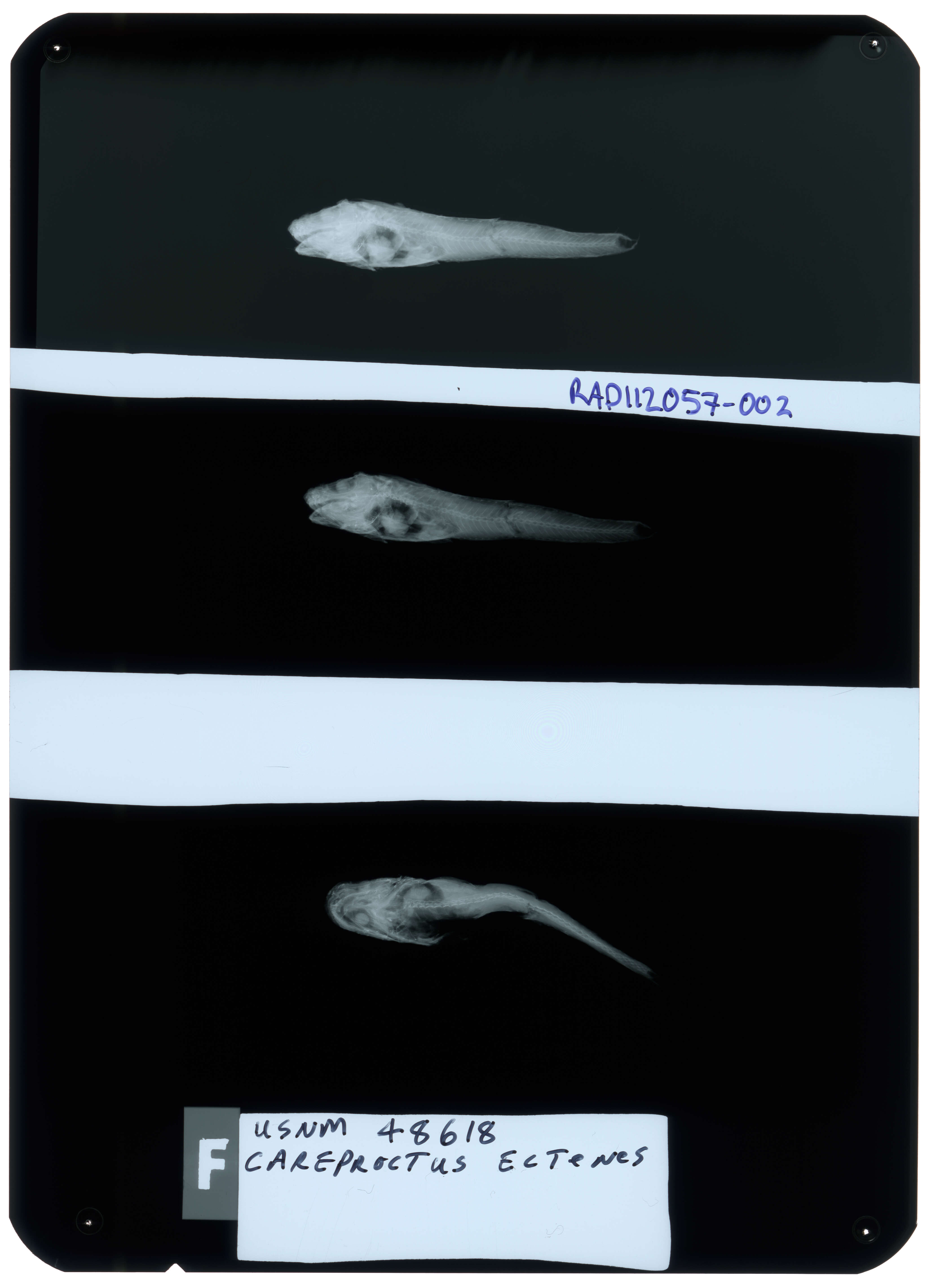 Image of Shovelhead snailfish