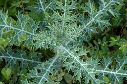 Image of Mexican pricklypoppy