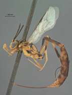 Image of Eiphosoma dentator (Fabricius 1804)