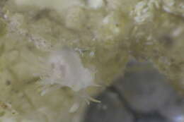 Image of Ascidiacea