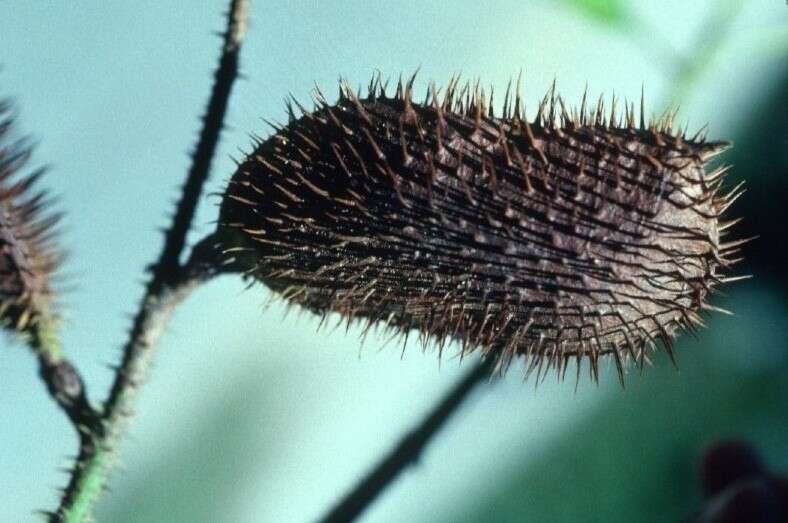 Слика од Caesalpinia bonduc (L.) Roxb.