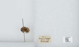 Image of Bombus ignitus Smith 1869