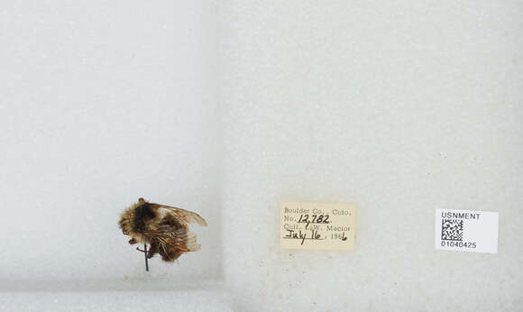 Image de Bombus sylvicola Kirby 1837