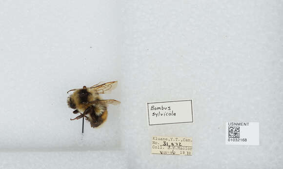 Image de Bombus sylvicola Kirby 1837