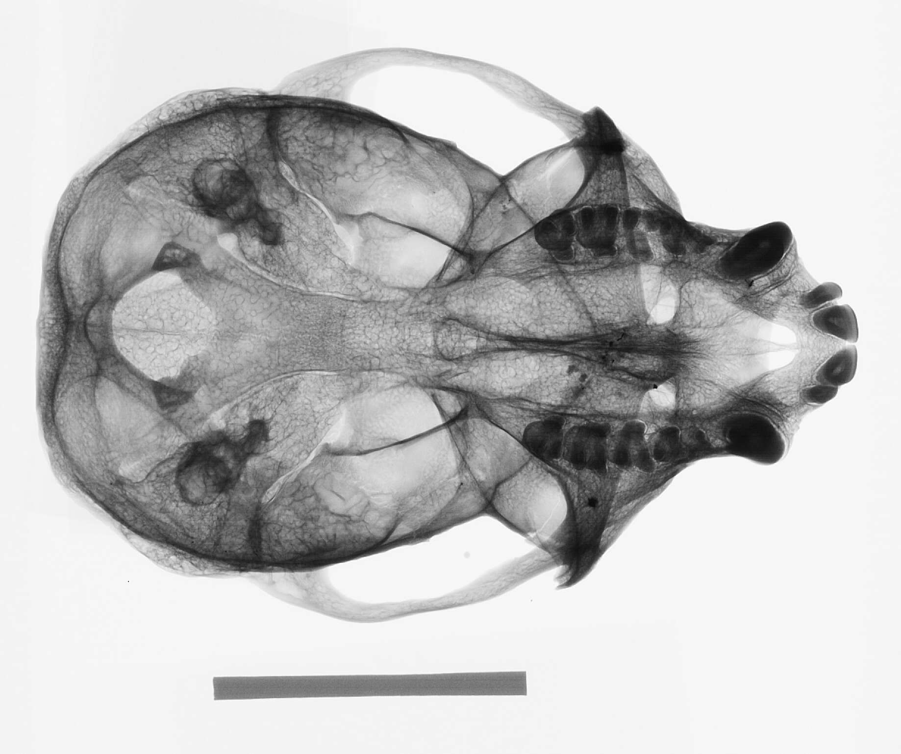 Image of Cercopithecus nictitans martini Waterhouse 1838