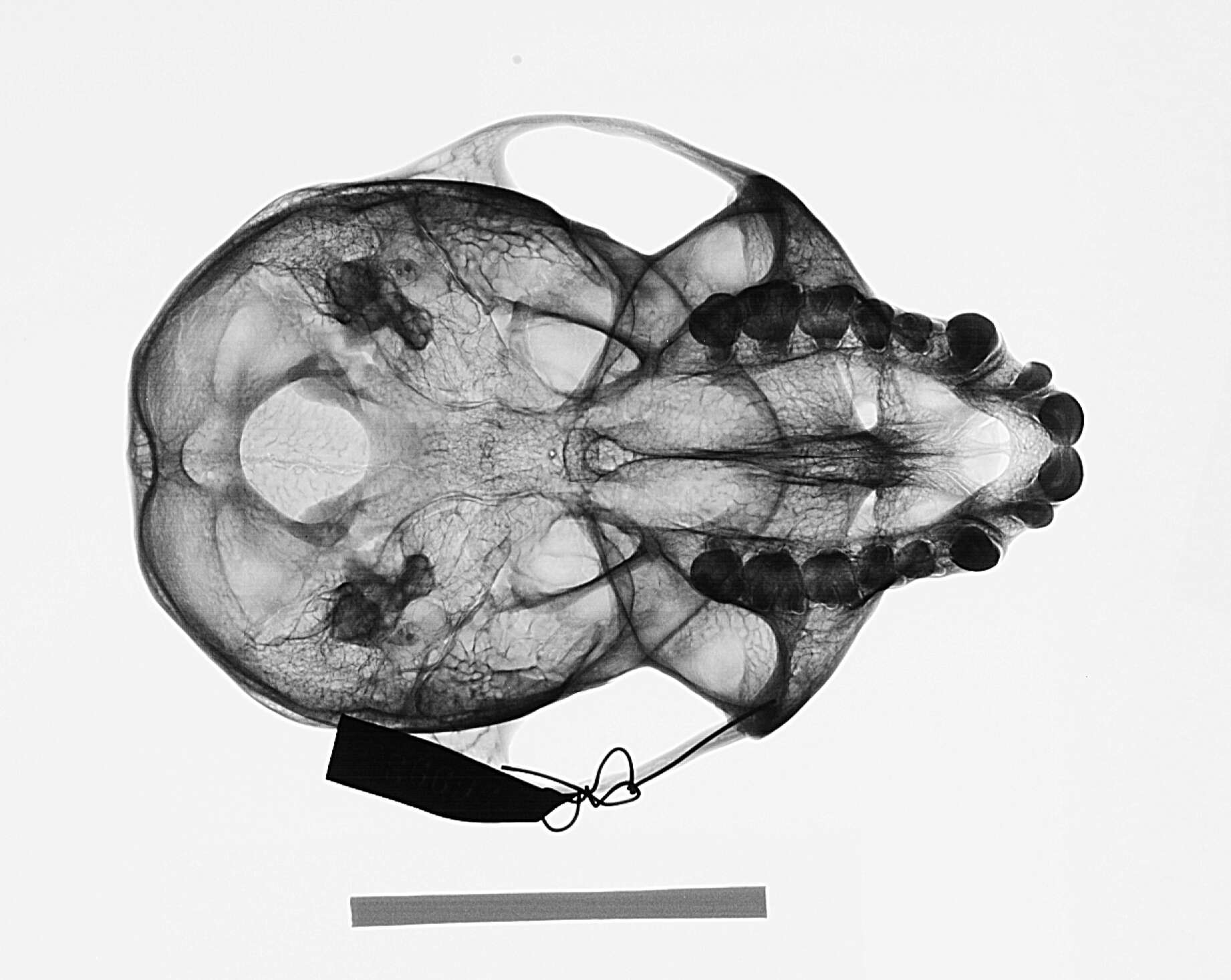 Слика од Cercopithecus mitis stuhlmanni Matschie 1893