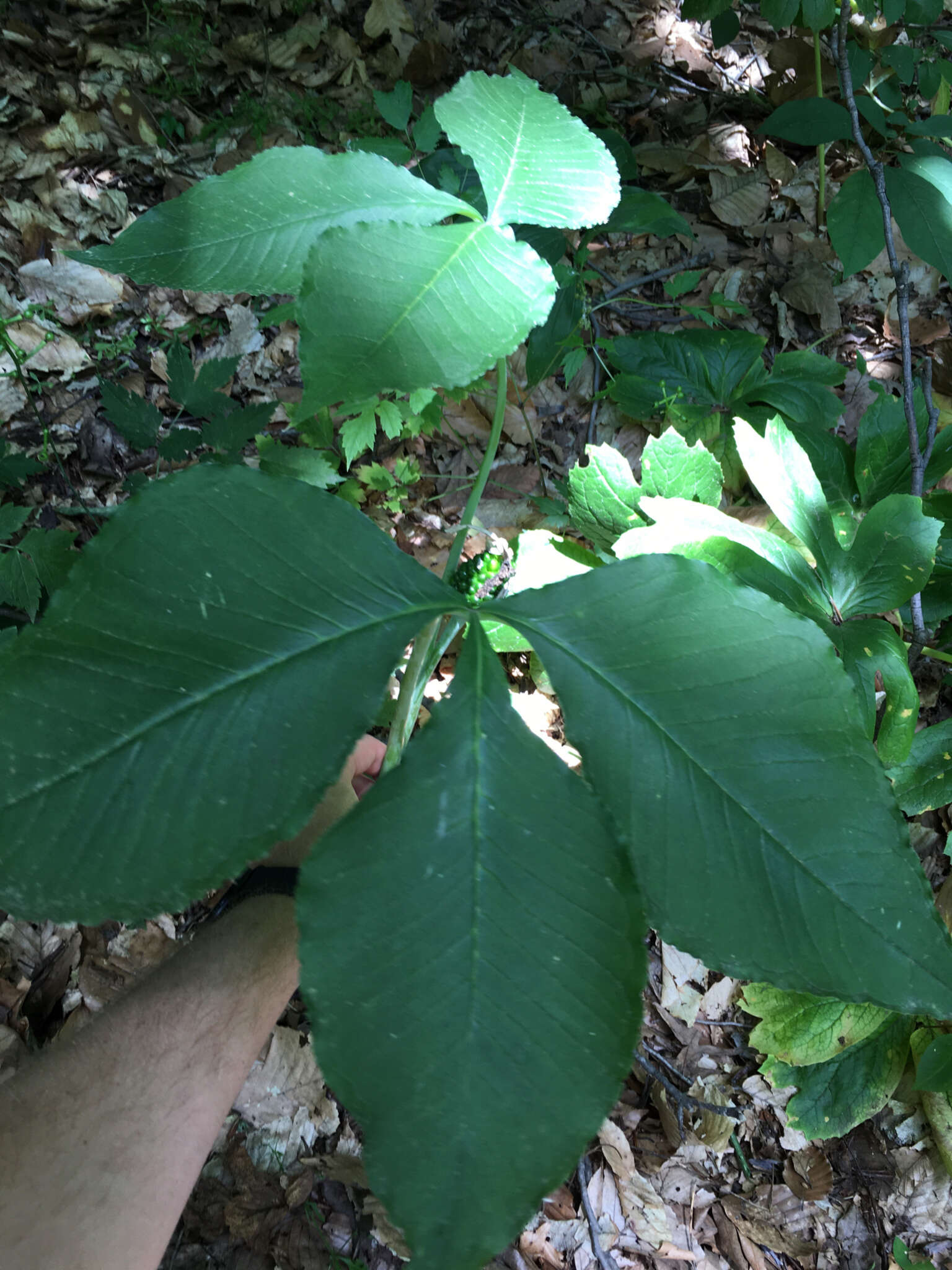 Image of Jack in the pulpit