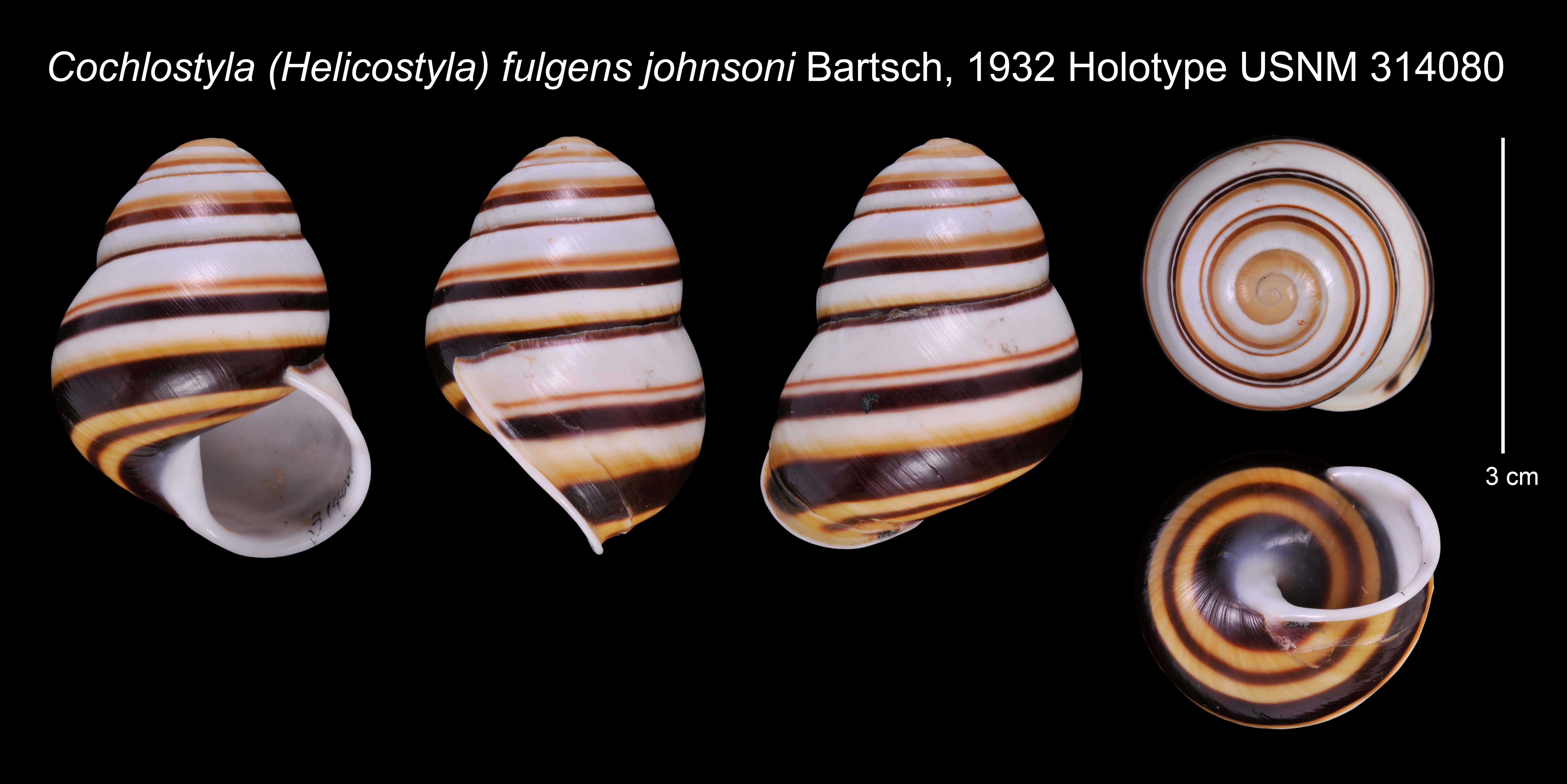 Image of Cochlostyla (Helicostyla) fulgens johnsoni Bartsch