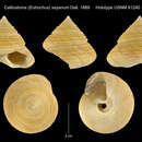 Image de Calliostoma sayanum Dall 1889