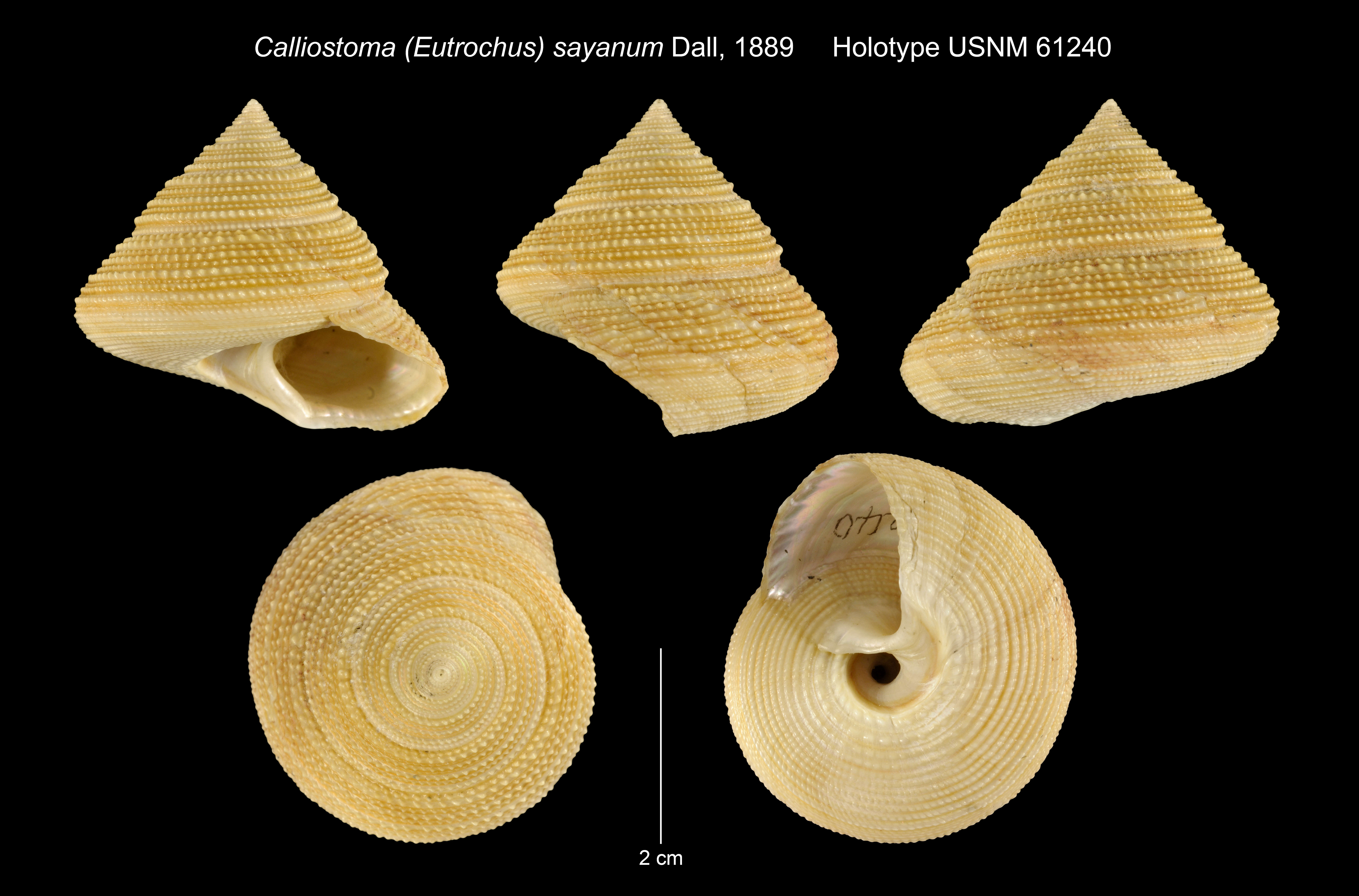 Image of Calliostoma sayanum Dall 1889